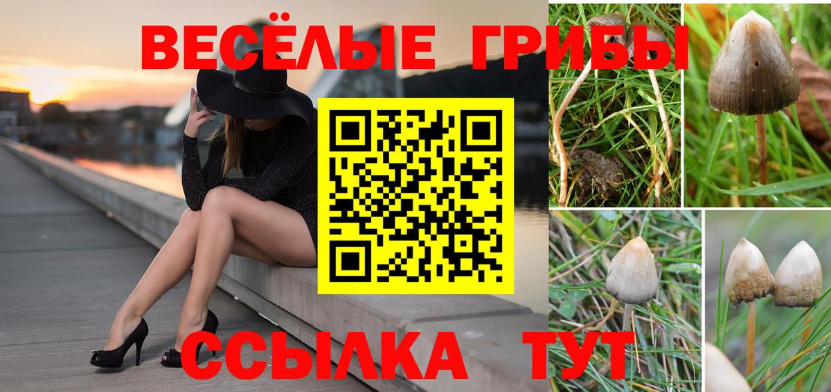 Светлоград  Галлюциногенные грибы прущие грибы  Вход с VPN  Галлюциногенные грибы Psilocybe 